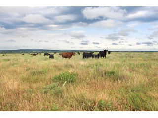 Property photo 29 - LAND AUCTION - 1,593+/- ACRES OFFERED IN 21 TRACTS IN OKMULGEE CO., OK